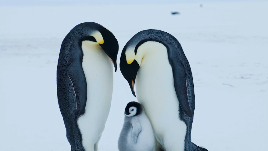 Emperor penguin at critical risk of extinction because of climate change