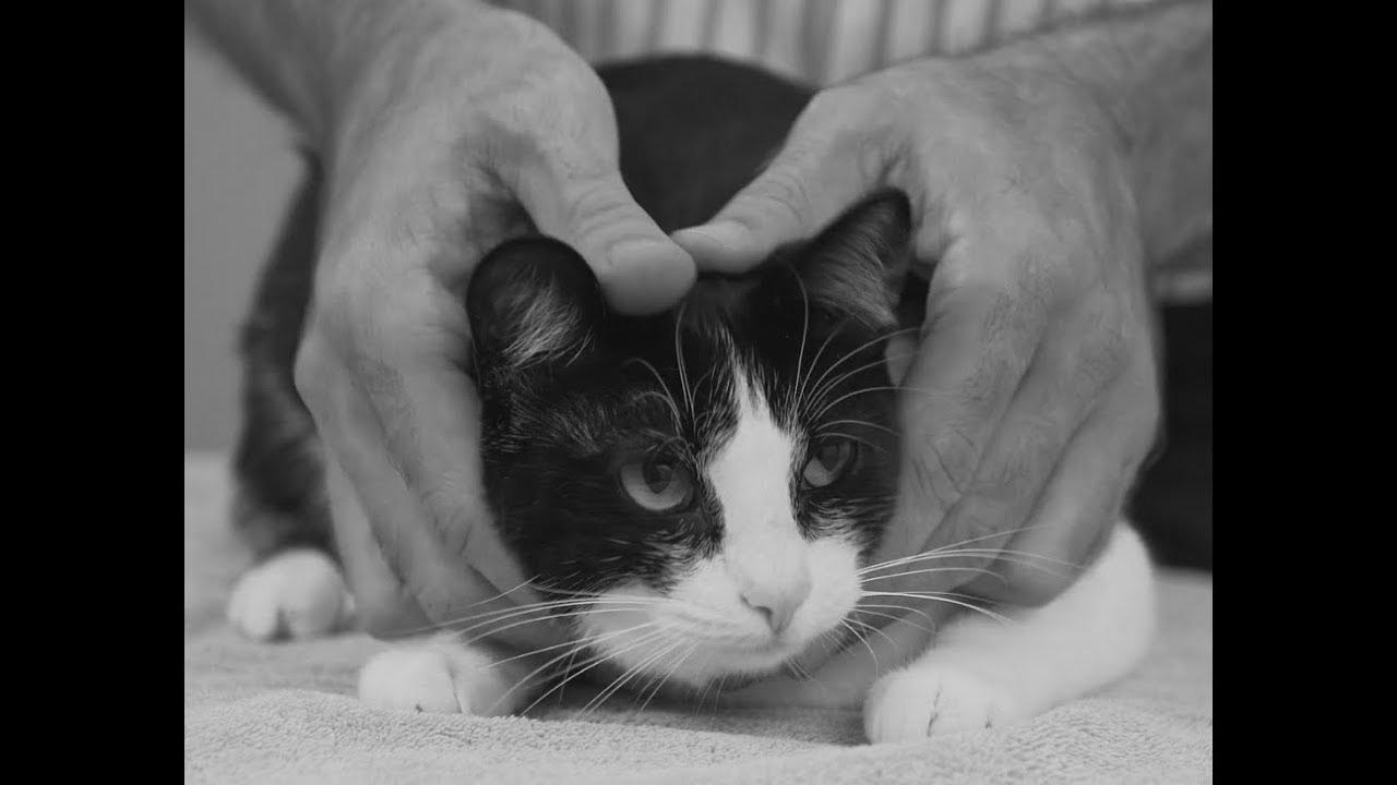  pick up a cat like a pro – Vet recommendation on cat dealing with.