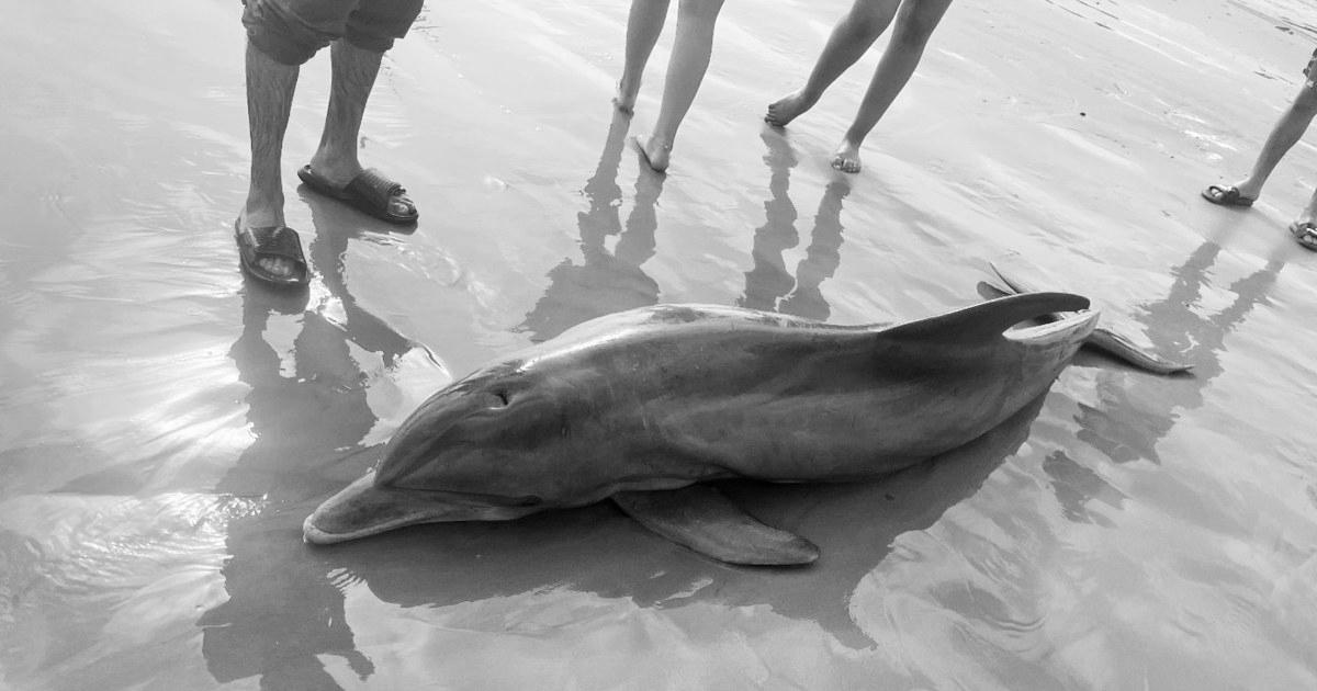 Rewards provided after dolphin ‘harassed to demise’ on Texas seaside, one other impaled in Florida