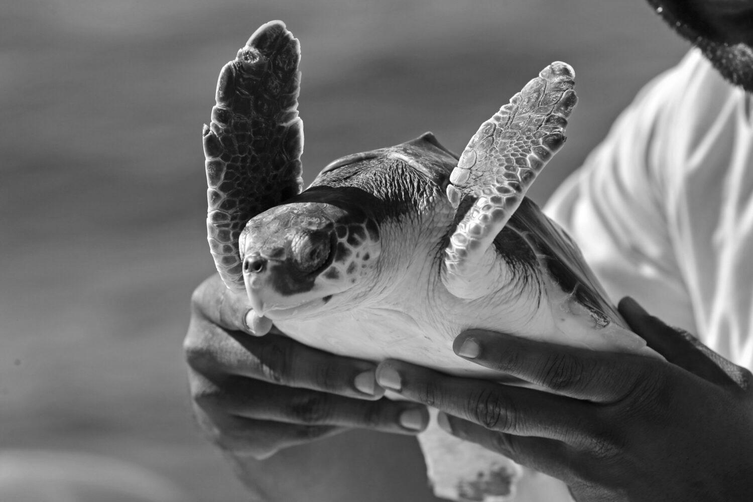 Endangered sea turtle nest discovered at Galveston Island State Park for the primary time in a decade – Houston Public Media