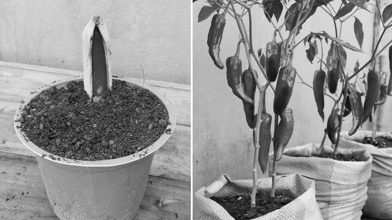 New gardening technique |  Tips on how to propagate chili peppers in bananas